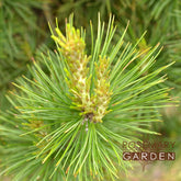 Port Orford Cedarwood or Lawson cypress  essential oil Rosemary Garden